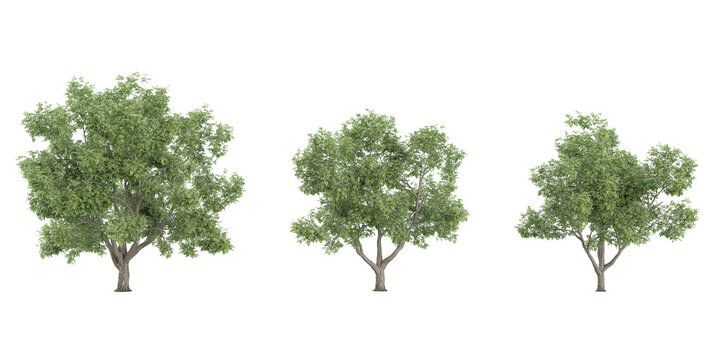 Juglans regia trees isolated on white background, tropical trees isolated used for architecture