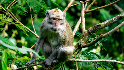 Macaca fascicularis (Monyet kra, kera ekor panjang, monyet ekor panjang, long-tailed macaque, monyet pemakan kepiting, crab-eating monkey) on the tree.