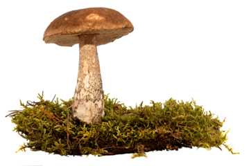Forest mushroom with green moss on a white background. Mushroom isolate in grass