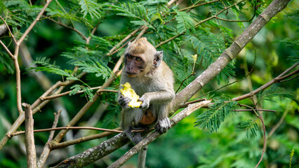 Macaca fascicularis (Monyet kra, kera ekor panjang, monyet ekor panjang, long-tailed macaque, monyet pemakan kepiting, crab-eating monkey) on the tree.