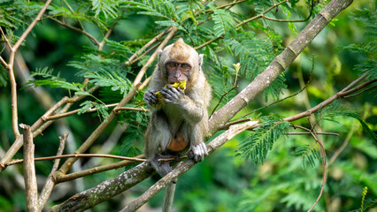 Macaca fascicularis (Monyet kra, kera ekor panjang, monyet ekor panjang, long-tailed macaque, monyet pemakan kepiting, crab-eating monkey) on the tree.