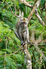 Macaca fascicularis (Monyet kra, kera ekor panjang, monyet ekor panjang, long-tailed macaque, monyet pemakan kepiting, crab-eating monkey) on the tree.