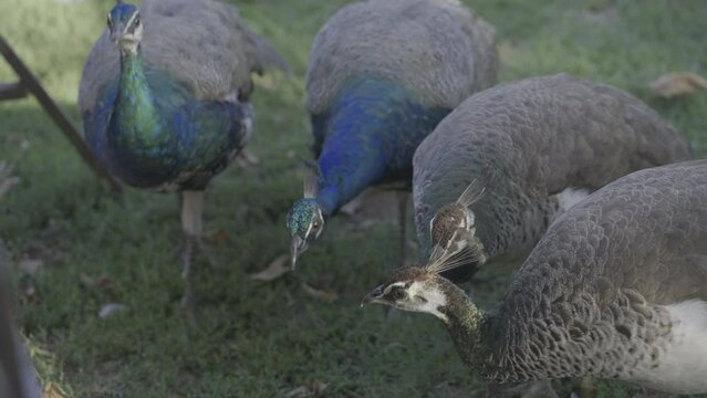 A group of peacocks with vibrant and muted feathers forages on a grassy field, showcasing their natural behavior and beauty.
