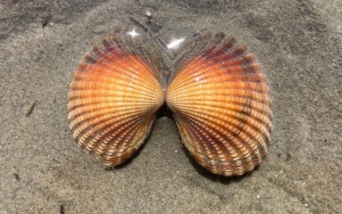 Muschel im Meer leuchtet in der Sonne / niedersächsisches Wattenmeer der Nordsee in Cuxhaven