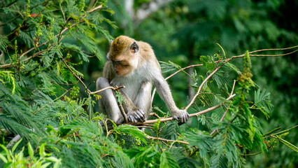 Macaca fascicularis (Monyet kra, kera ekor panjang, monyet ekor panjang, long-tailed macaque, monyet pemakan kepiting, crab-eating monkey) on the tree.