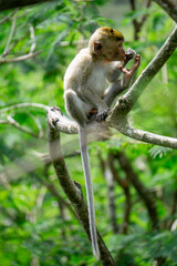 Macaca fascicularis (Monyet kra, kera ekor panjang, monyet ekor panjang, long-tailed macaque, monyet pemakan kepiting, crab-eating monkey) on the tree.