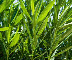 Green leaves of oleander close up background