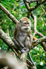 Macaca fascicularis (Monyet kra, kera ekor panjang, monyet ekor panjang, long-tailed macaque, monyet pemakan kepiting, crab-eating monkey) on the tree.
