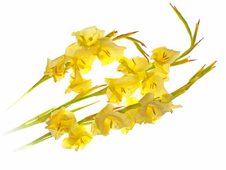 Three bright yellow gladioli on a white background