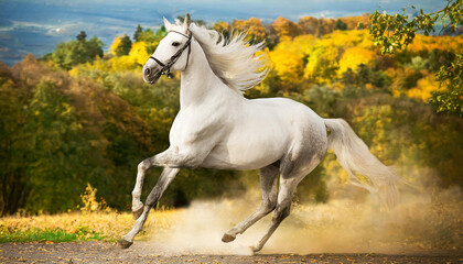 Picture presenting the galloping white horse