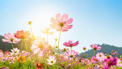 pink cosmos flowers