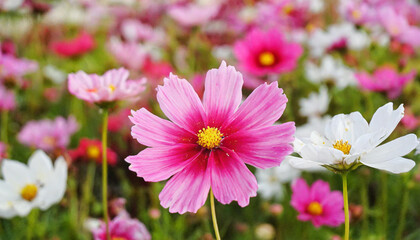 Flower among other flowers in a decorative display