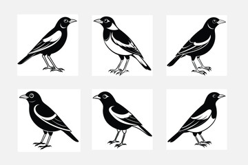 collection of myna birds