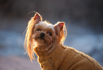 yorkshire terrier in front
