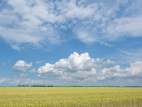 Agtricultuur, Flevoland