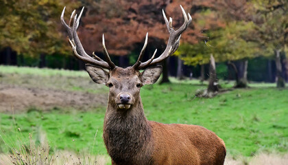 Fototapeta premium Portrait of majestic red deer stag in Autumn Fall