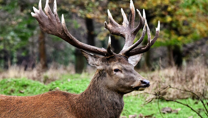 Fototapeta premium Portrait of majestic red deer stag in Autumn Fall