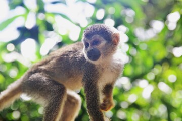 Totenkopfäffchen im Amazonas