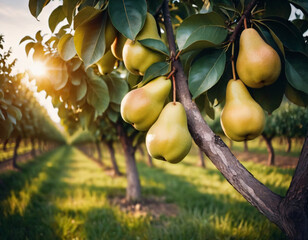 Sweet and appetising pears in a sunny orchard, Słodkie i apetyczne gruszki w słonecznym sadzie