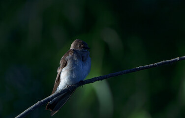 Cute and Fluffy, Juvenile Barn Swallow sitting on tree branch in morning light, local lake, Fishers, Indiana, Summer. 