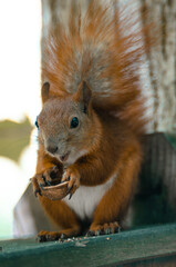 A red Eurasian squirrel eats a nut. Wildlife animals in city park in summer. Feeding and observing animals