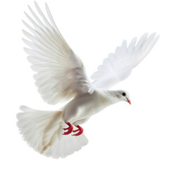 Fototapeta premium White dove isolated on transparent background