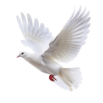 White dove isolated on transparent background