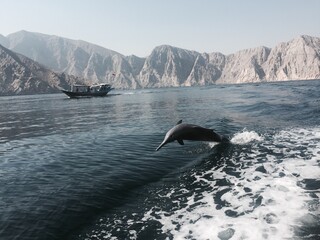 Dolphin