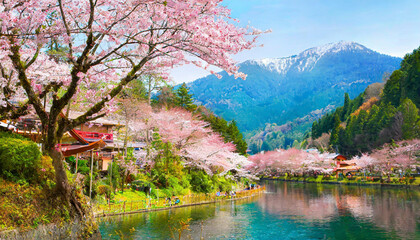Spring banner, branches of blossoming cherry against background of blue sky and butterflies on nature outdoors. Pink sakura flowers, dreamy romantic image spring, landscape panorama, copy space.
