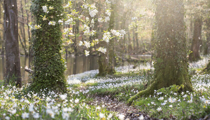 Beautiful cherry tree with tender flowers. Amazing spring blossom