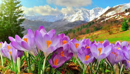 Spring purple crocus flower.