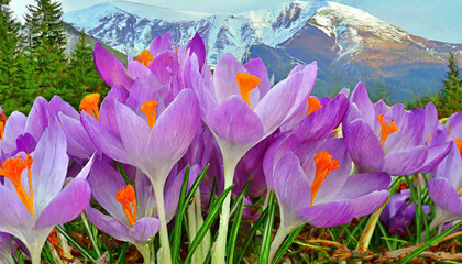 Spring purple crocus flower.