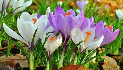 Spring purple crocus flower.