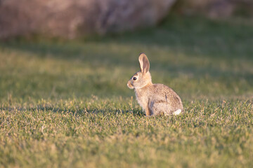 A desert cottontail in evening light on a grassy lawn.