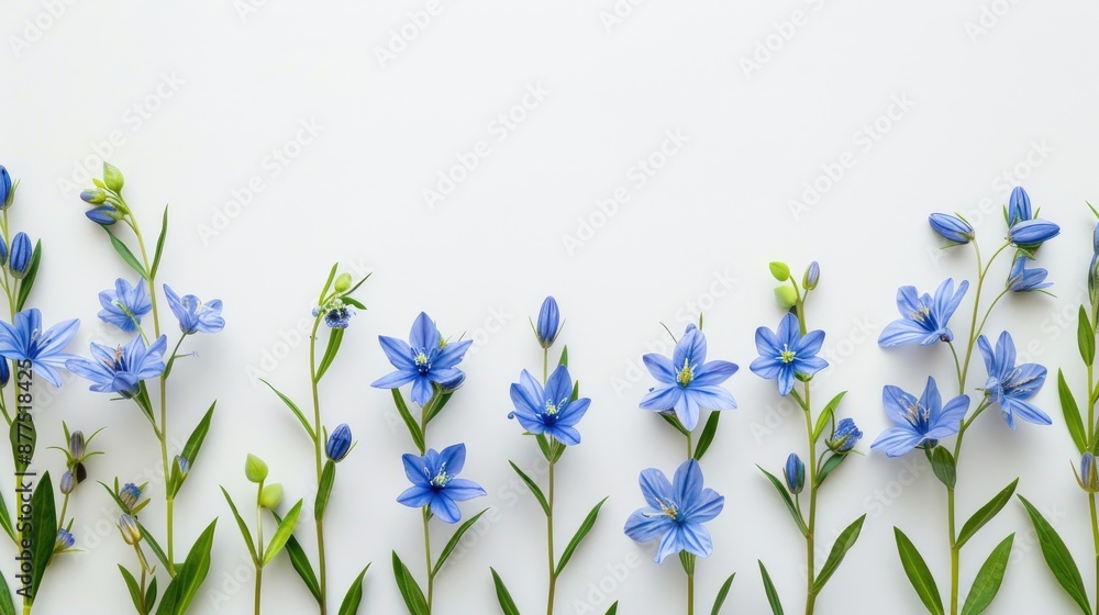 Poster blue flowers on white background arranged in frame easter and spring theme flat lay view with space 