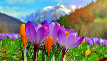 Spring purple crocus flower.