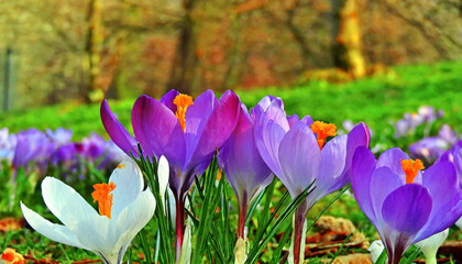 Spring purple crocus flower.