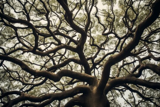 Enigmatic view of sprawling tree branches silhouetted against a diffuse, glowing sky