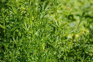 Galium aparine, with common names including cleavers, clivers, catchweed, robin-run-the-hedge, goosegrass,and sticky willy, is an annual, herbaceous plant of the family Rubiaceae.