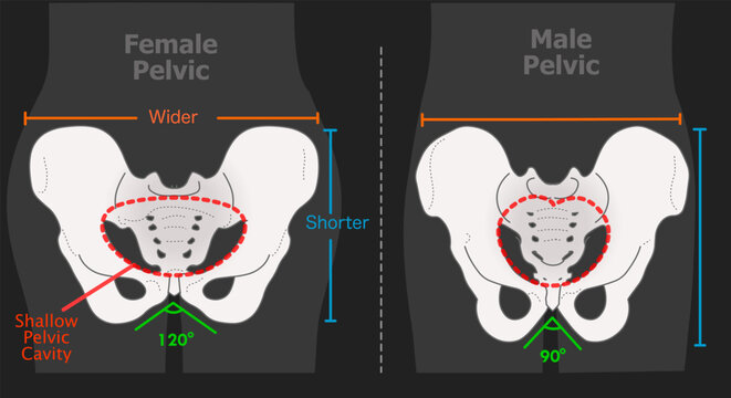 Pelvic female, male pelvis structure differences between. Human, man woman skeleton versus. Bone anatomy, shallow pelvic cavity wider, shorter bony. Xray dark Illustration vector	