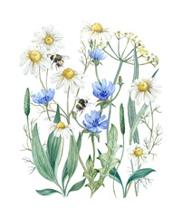 Wild flowers composition with medicinal herbs. Watercolor background with chamomile chicory fennel 