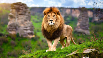 Strong and confident lion on a hill Lioness relaxing on the rock with blue sky in background African Lion Standing on Mossy Rock