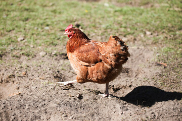 Animal farm background. Countryside landscape. Chicken farm. Brown orange color feathers. Chicken walking freely on mudy ground. Closeup bird. Home lawn chicken.