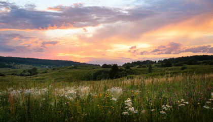 sunset pink flower colorful violet beautiful blooming background meadow nature field.
