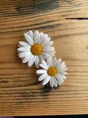 Obraz premium daisy on wooden background