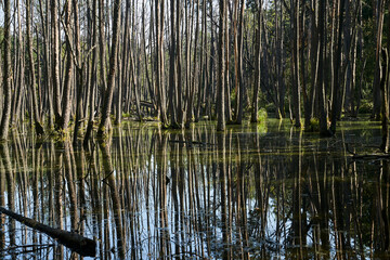 clearing and pool in a deciduous forest