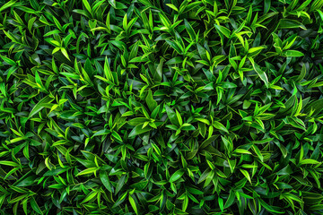 Obraz premium A lush green plant with many leaves