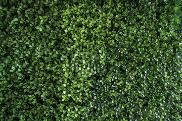 A green bush with leaves is shown in the image