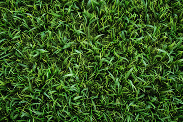 Fototapeta premium A close up of a green grassy field
