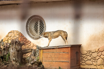 A wolf is positioned on a wooden box inside a cage